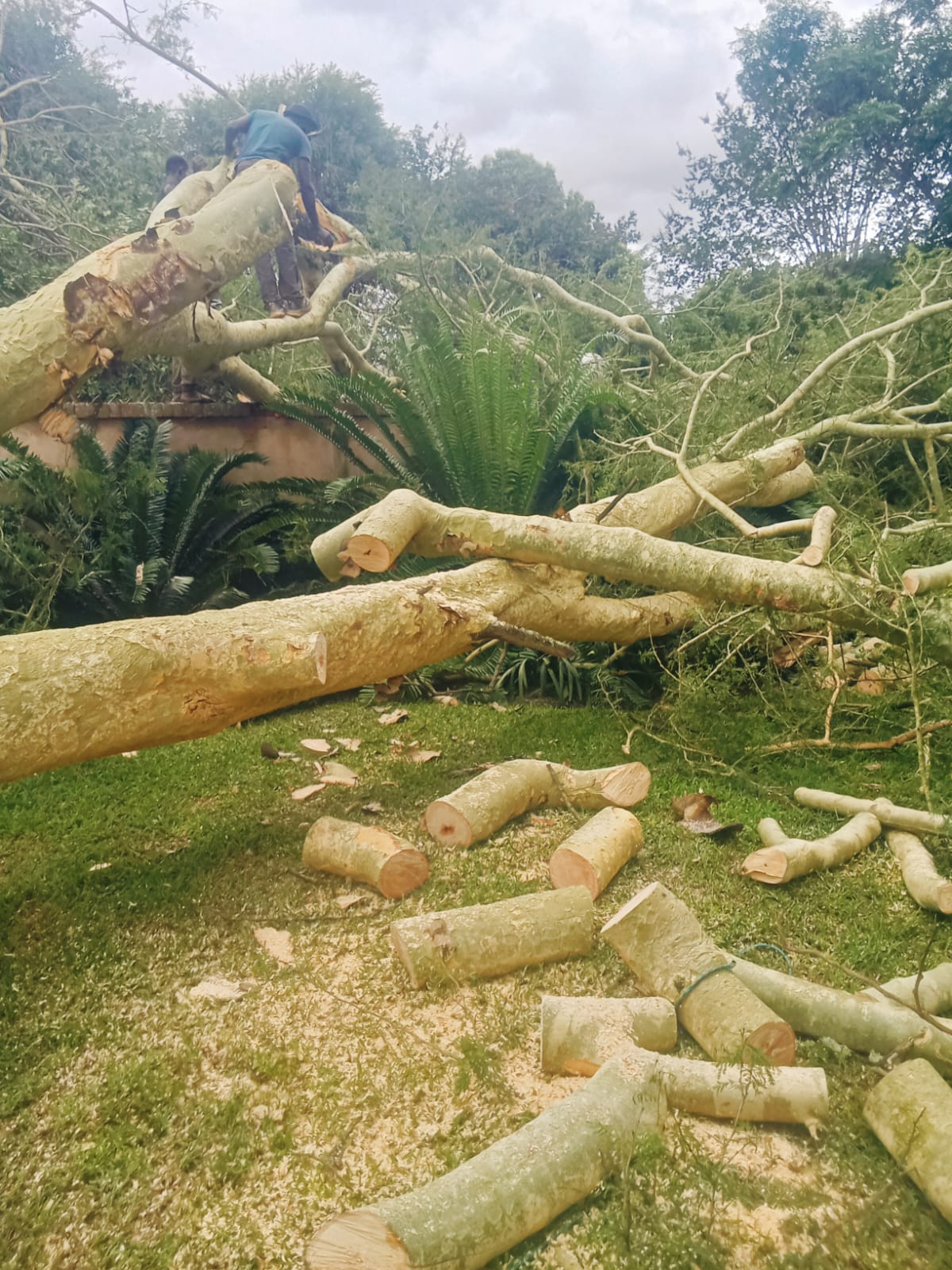 Professional tree felling team at work in Pietermaritzburg